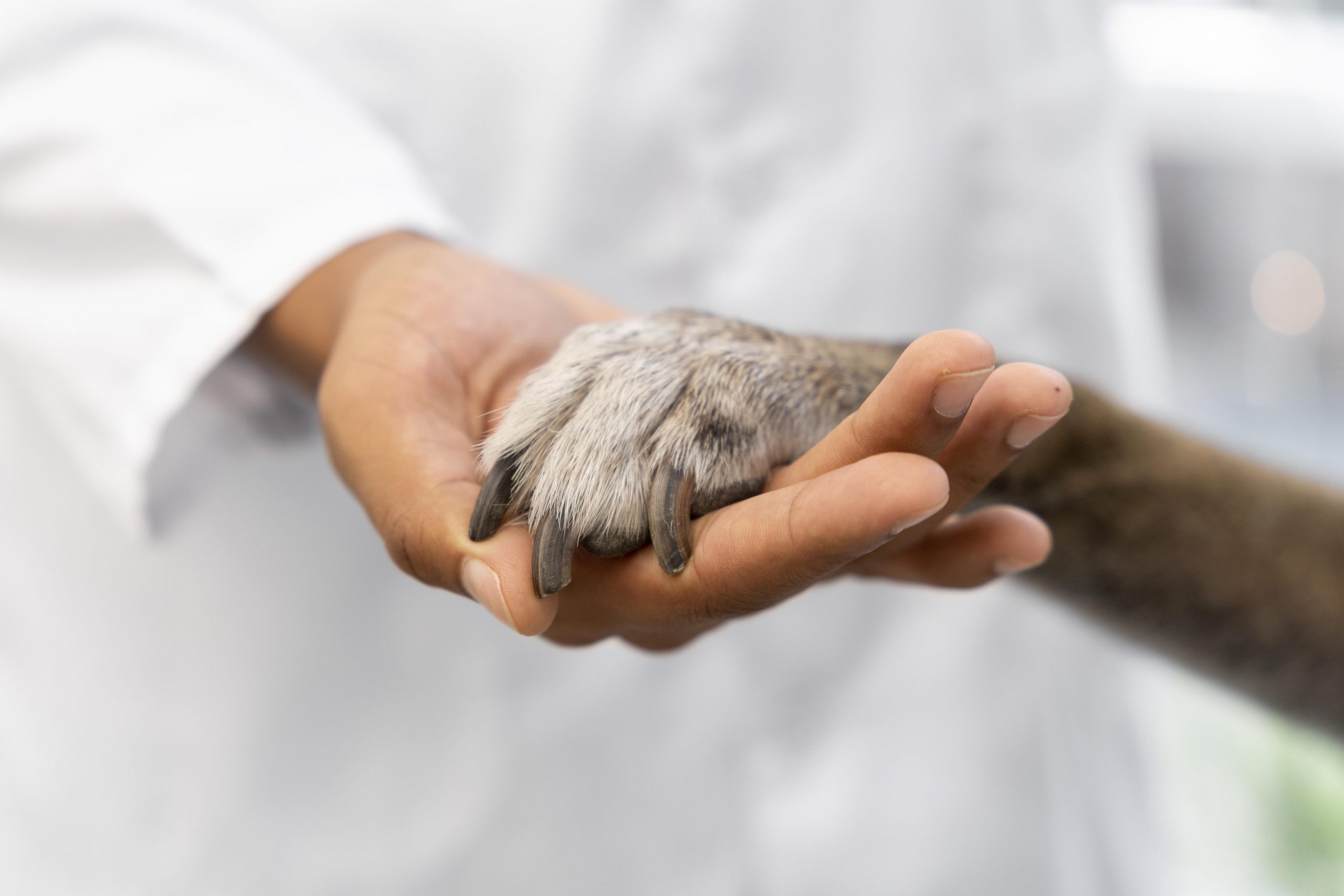 Patologías Animales Veterinarias