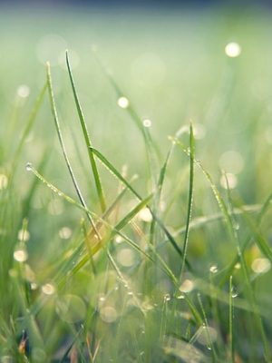 Cultivo de Material Vegetal y Céspedes en Vivero