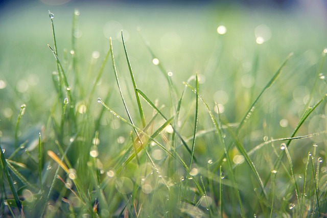 Cultivo de Material Vegetal y Céspedes en Vivero