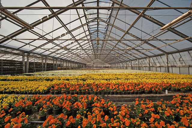 Cultivo de Plantas y Tepes en Vivero.
