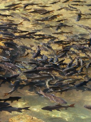 Repoblación, Pesca y Control de Especies Acuícolas Continentales